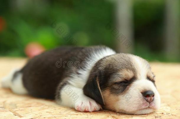猎兔犬小狗是（be的三单形式睡眠和有样子的向自然的绿色的背景