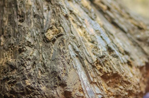 辉锑矿含纤维的习惯岩石样品从采矿和采石我