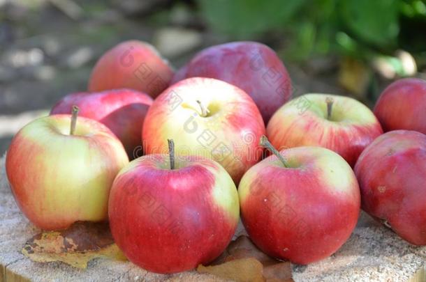秋苹果,秋树叶,有机的新鲜的美丽的红色的苹果