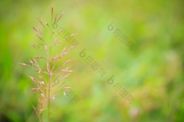 粉红色的黄足针状线虫草花向绿色的背景.它