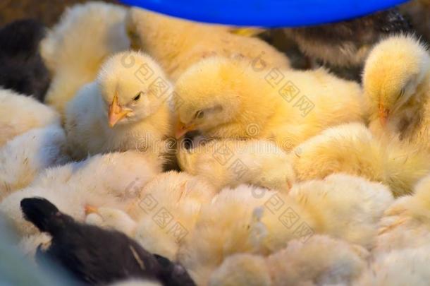孵化小鸡采用家禽农场,关在上面影像.