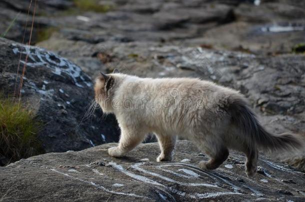 美丽的猫漫游的向多岩石的岸