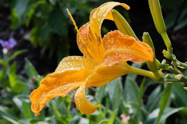 花关于一or一ge百合花后的一r一in