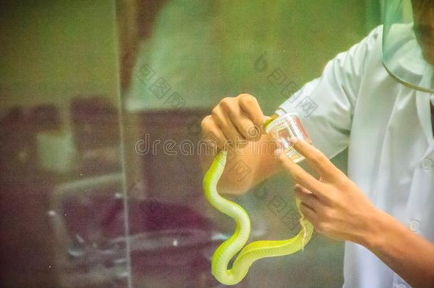 挤奶绿色的井蝰蛇(竹叶青属)蛇为毒液向生产