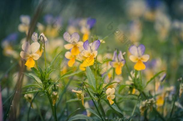 小的森林花