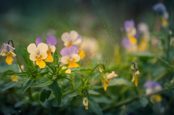 小的森林花