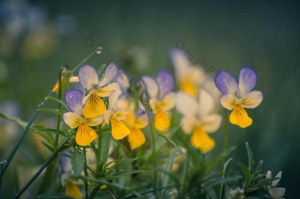 小的森林花