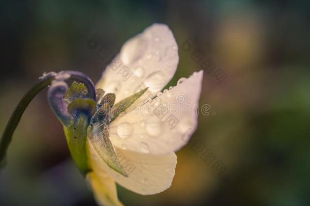 小的森林花