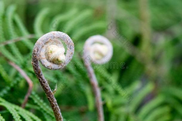 螺旋羊齿植物蕨类或棕榈类植物的叶子<strong>展开</strong>