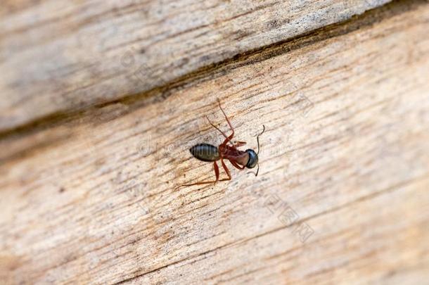 大的<strong>孤单</strong>的蚂蚁向一木制的长凳