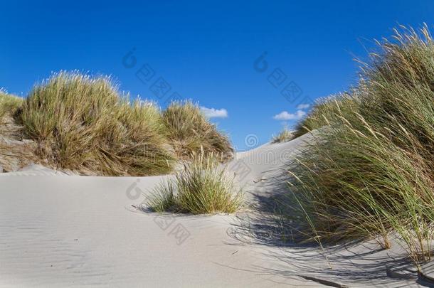 沙丘和沙滩草