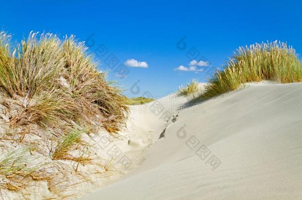 沙丘和沙滩草
