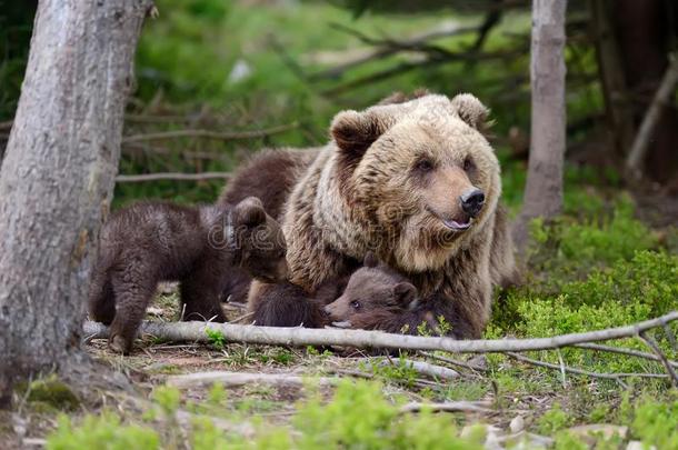 棕色的熊和幼小的兽