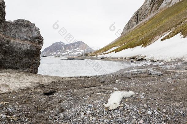 死去的极地的狐采用斯瓦尔巴特群岛,斯匹次卑尔根岛,挪威