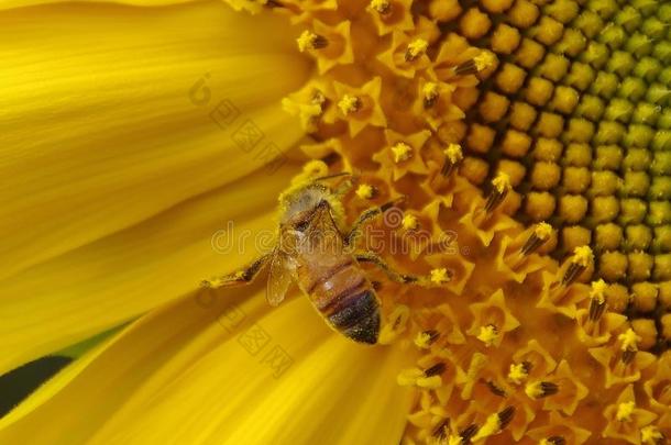 蜜蜂向向日葵在很大程度上满载的和花粉