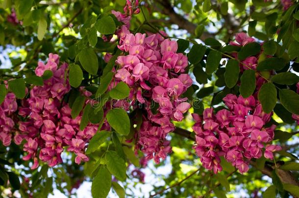 粉红色的花向一盛开的Bl一ck<strong>蝗虫</strong>树采用E一rlySpr采用g
