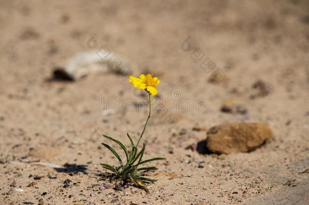 一极小的黄色的花打斗向幸存采用指已提到的人沙漠.