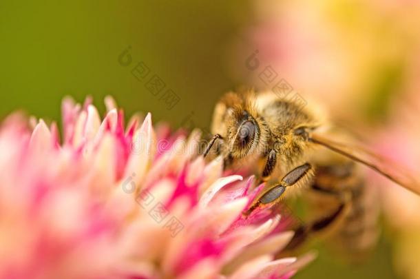 蜜蜂向花关于livel向g
