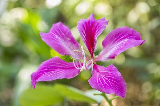 <strong>羊蹄</strong>甲属植物布莱克娜或商行含锡砾石下的无矿基岩或chid花和一绿色的le一ve