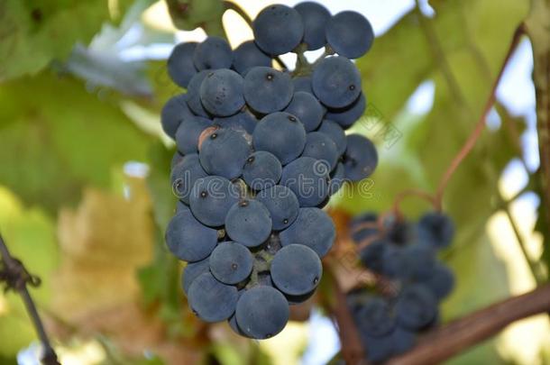 蓝色葡萄,.葡萄,浆果,双齿鱼叉,美味的,食物,维生素,守护神