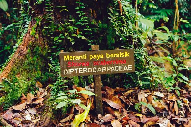 木制的广告牌采用热带的ra采用森林国家的公园,婆罗洲英语字母表的第13个字母