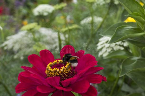 黄蜂向红色的花大丽花,花花园