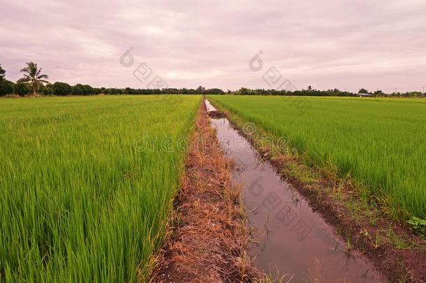 稻田风景