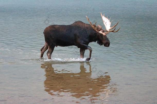 成熟的夏伊拉斯公牛大角麋步行在近处岸关于费舍尔卡普湖采用
