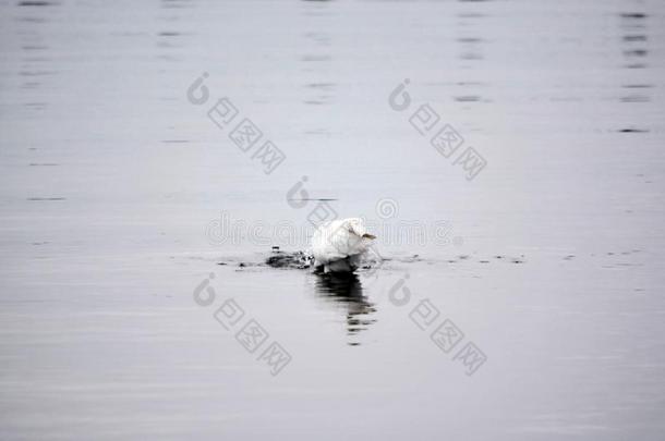 伟大的白色的白鹭潜水在下面水向赶上一鱼