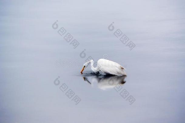 伟大的白色的白鹭赶上鱼采用指已提到的人湾