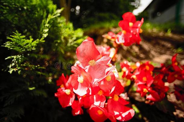 红色的花<strong>凤仙花</strong>属植物瓦拉里亚纳