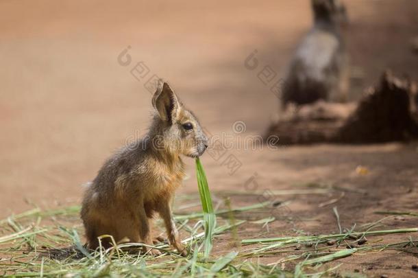 南美南端地方的巴塔哥尼亚野兔