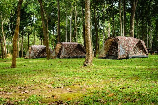 帐篷野营采用森林