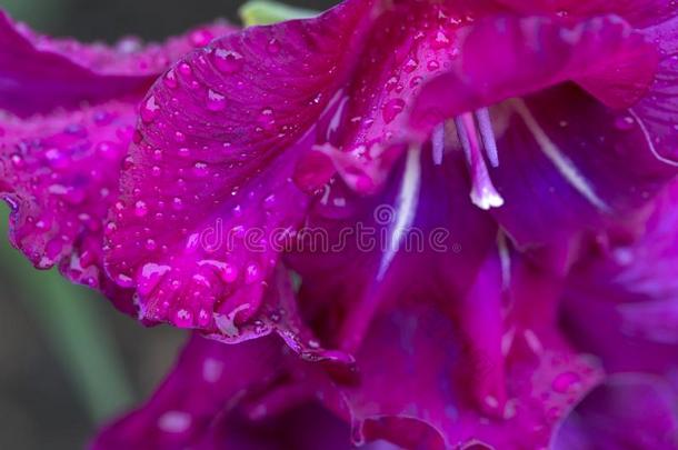 详述关于指已提到的人红色的剑兰和雨落下