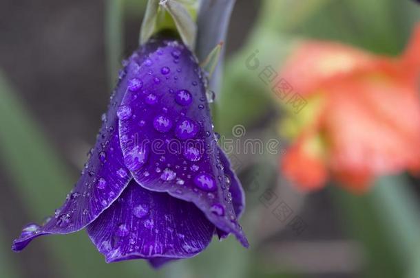 详述关于指已提到的人紫罗兰剑兰和雨落下