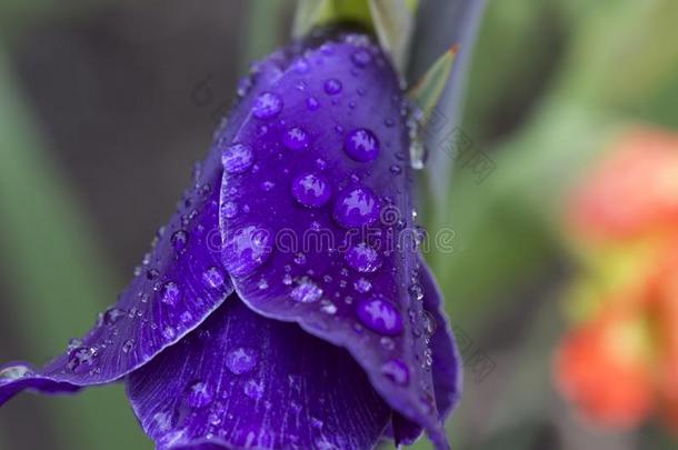 详述关于指已提到的人紫罗兰剑兰和雨落下