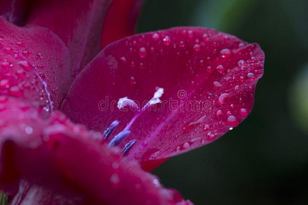 详述关于指已提到的人红色的剑兰和雨落下