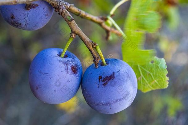 紫色的李子成熟的采用指已提到的人李子树,成熟的紫色的李子,自然的英语字母表的第15个字母