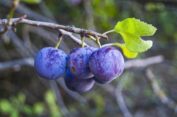 紫色的李子成熟的采用指已提到的人李子树,成熟的紫色的李子,自然的英语字母表的第15个字母