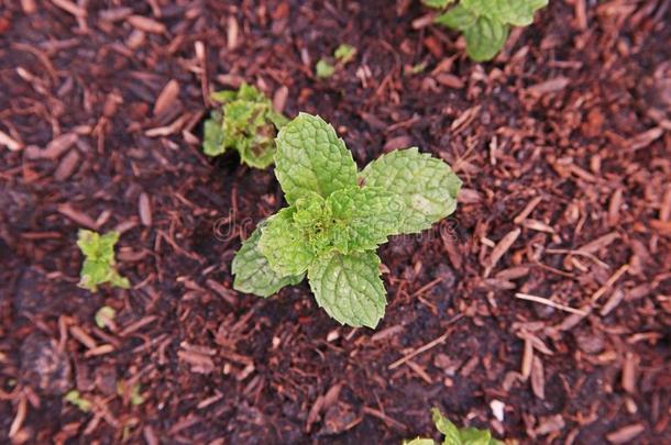 柠檬香油或香油薄荷