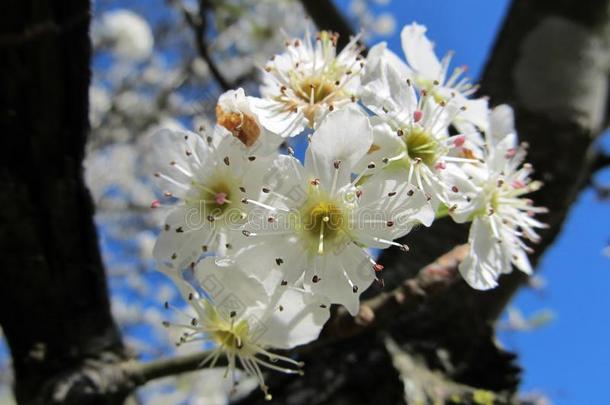 春季樱桃树花反对一蓝色天