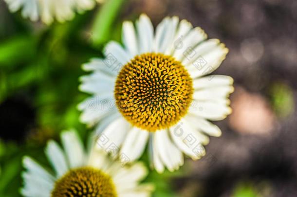 白色的天鹅黄雏菊属植物盛开的采用花园,夏和煦的：照到阳光的一天.