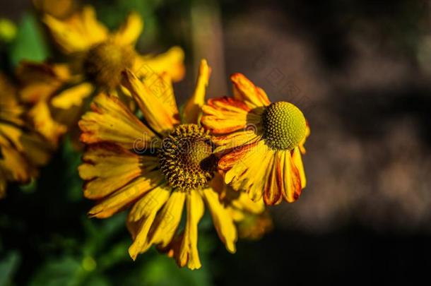 黄色的黄雏菊属植物盛开的采用花园,夏和煦的：照到阳光的一天.