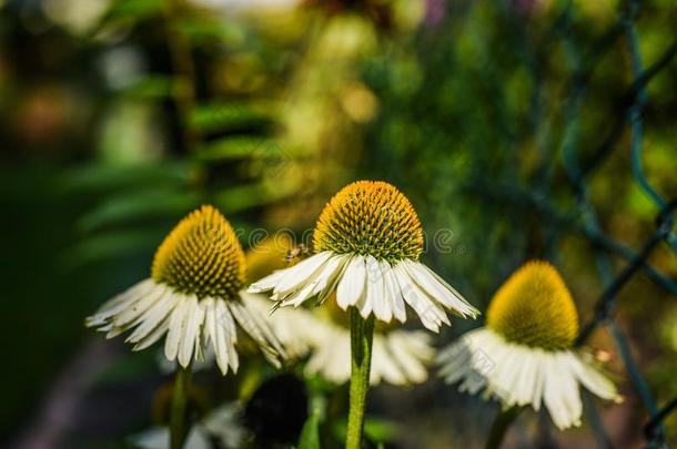 白色的天鹅黄雏菊属植物盛开的采用花园,夏和煦的：照到阳光的一天.