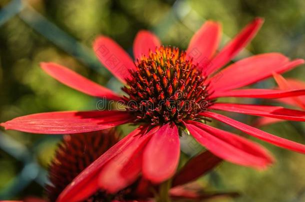 红色的黄雏菊属植物盛开的采用花园,夏和煦的：照到阳光的一天.