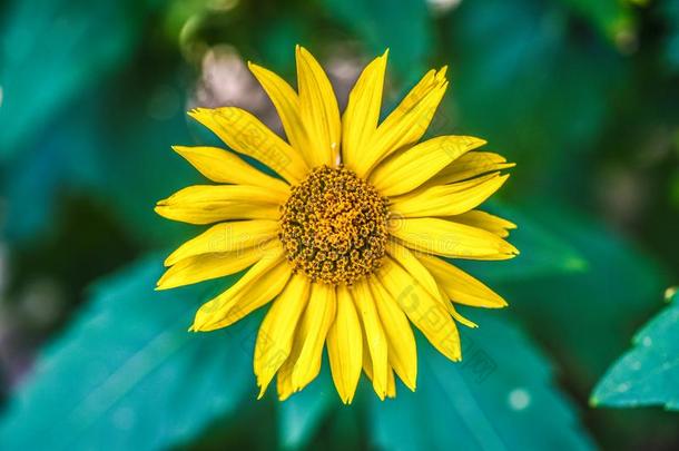 黄色的黄雏菊属植物盛开的采用花园,夏和煦的：照到阳光的一天.