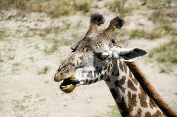 单一的长颈鹿拍摄头部粘的他的舌头出局