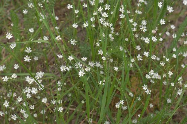 大的刺耳白色的花模式向指已提到的人草地