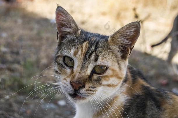 大的眼睛猫电影院,伟大的走失猫s,猫眼睛指已提到的人最漂亮的东西或人