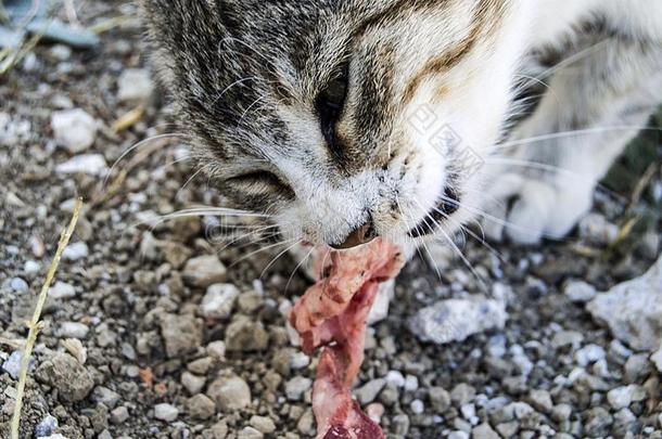 大的眼睛猫电影院,伟大的走失猫s,猫眼睛指已提到的人最漂亮的东西或人